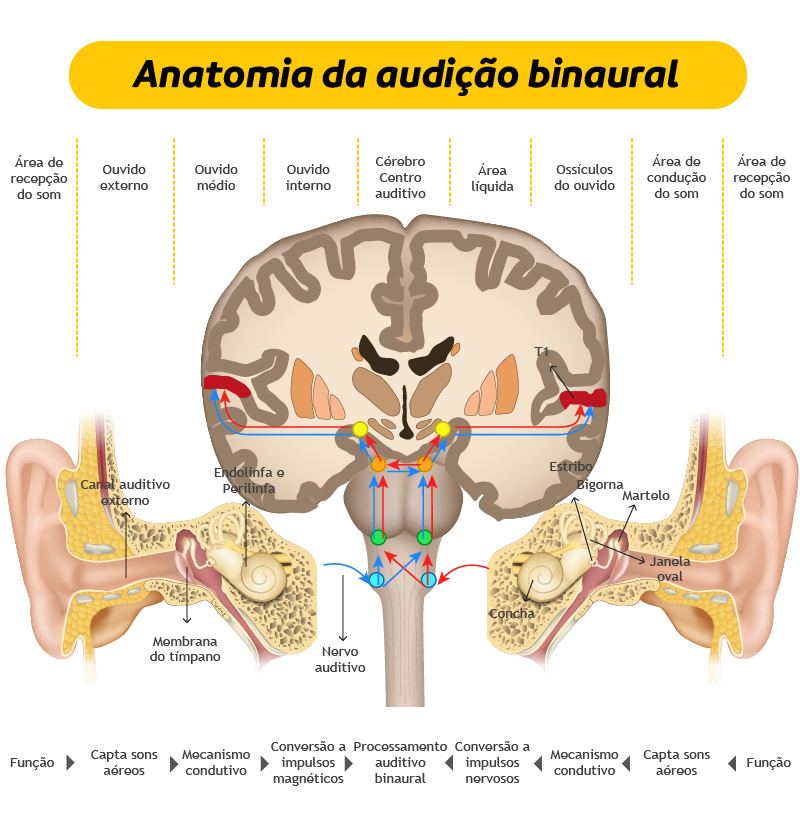 Anatomía de la audição binaural
